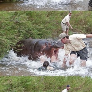 Hippo scare!