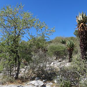Aloes Namibia