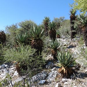 Aloes Namibia