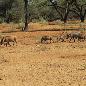 Warthog Namibia