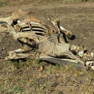 Eland skeleton Namibia