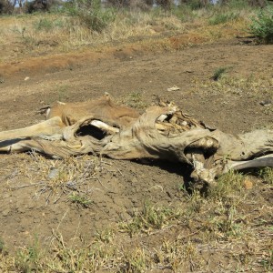 Eland skeleton Namibia