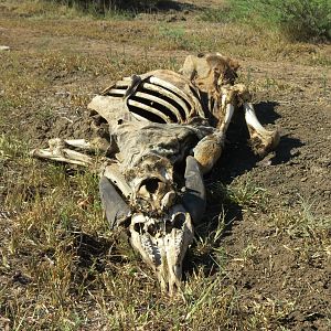 Eland skeleton Namibia