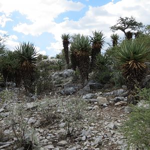 Aloes Namibia