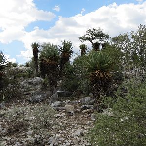 Aloes Namibia