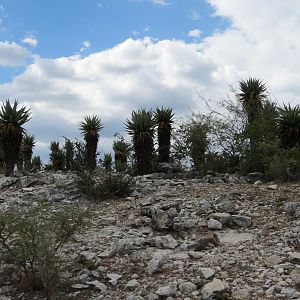 Aloes Namibia