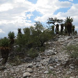 Aloes Namibia