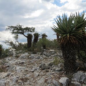 Aloes Namibia