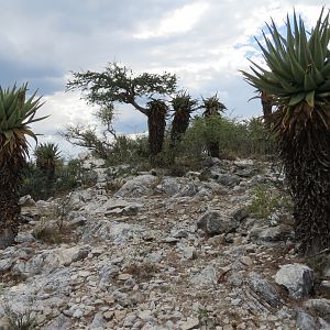 Aloes Namibia