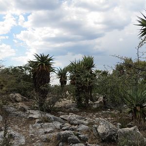 Aloes Namibia