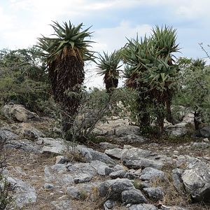 Aloes Namibia