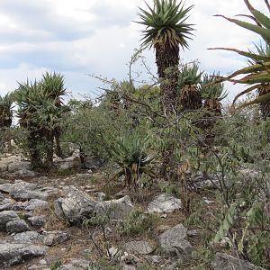 Aloes Namibia