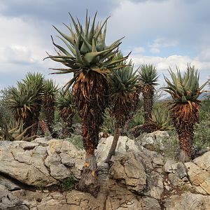 Aloes Namibia