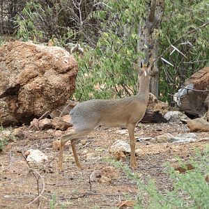 Damara Dik-Dik Namibia