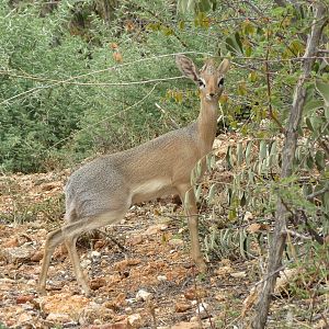 Damara Dik-Dik Namibia