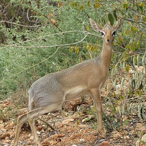 Damara Dik-Dik Namibia