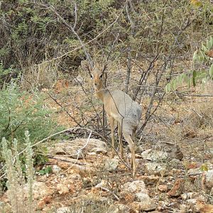 Damara Dik-Dik Namibia