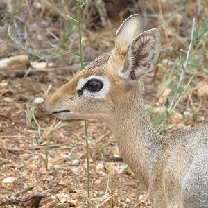 Damara Dik-Dik Namibia