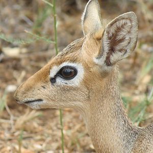 Damara Dik-Dik Namibia