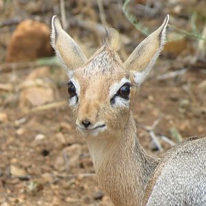 Damara Dik-Dik Namibia