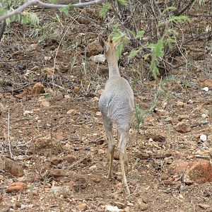 Damara Dik-Dik Namibia