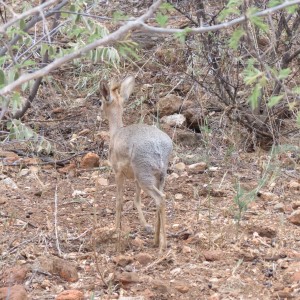 Damara Dik-Dik Namibia