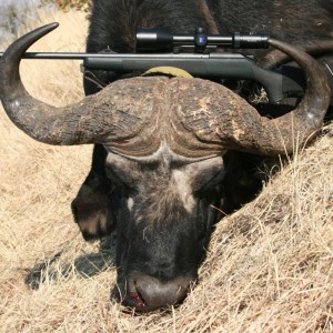 Buffalo hunted with Farren Safaris in Zimbabwe