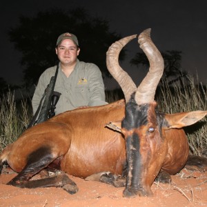 Red Hartebeest