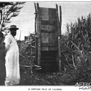 Leopard trap in Africa. Peter Dutkewich safari expedition, 1909