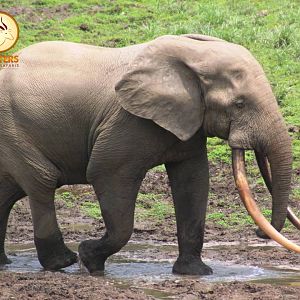 Forest Elephant Central Africa