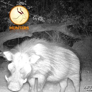 Giant Forest Hog boar