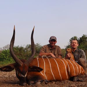 32 '' bongo bull