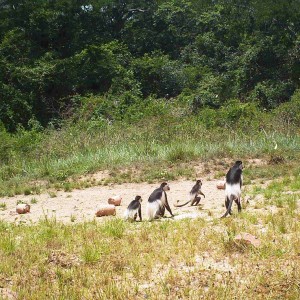 colobus monkey