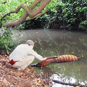 Found this Bongo dead floating in the river....