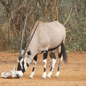 Gemsbok Namibia