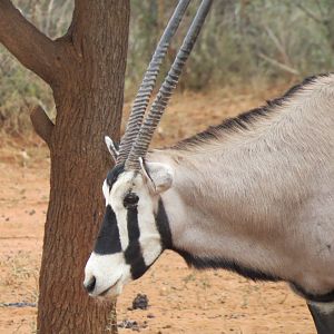 Gemsbok Namibia