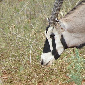 Gemsbok Namibia