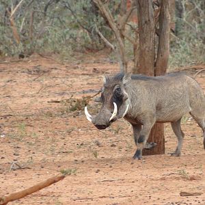 Warthog Namibia