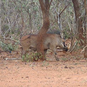 Warthog Namibia