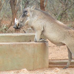 Warthog Namibia