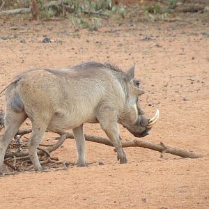 Warthog Namibia