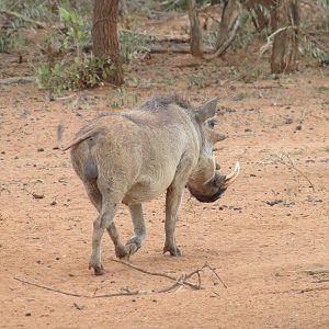 Warthog Namibia