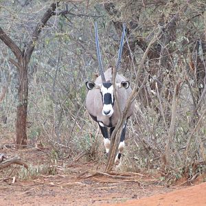 Gemsbok Namibia