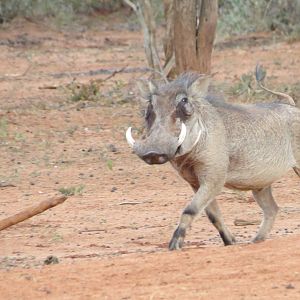 Warthog Namibia