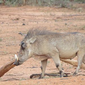 Warthog Namibia