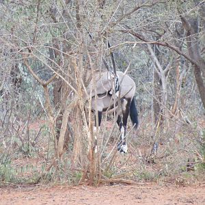 Gemsbok Namibia