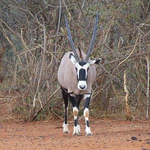 Gemsbok Namibia