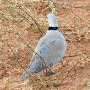 Dove Namibia