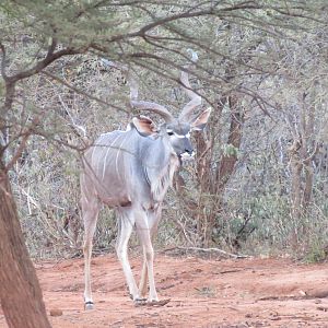 Greater Kudu Namibia