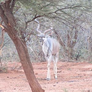 Greater Kudu Namibia